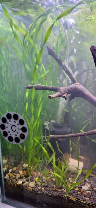 Аквариумные растения