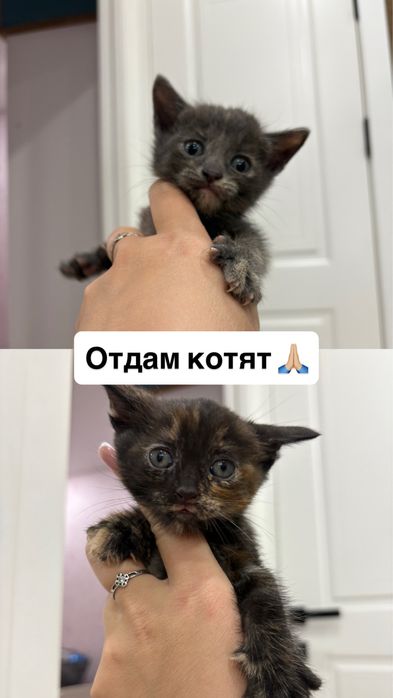 Отдам котят бесплатно