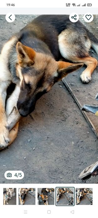 Продам восточный овчарка немецкая девочка