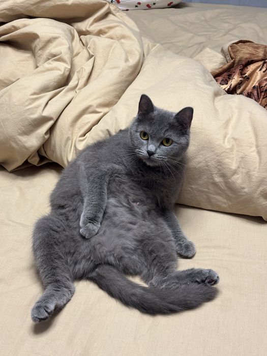 Котята бесплатно