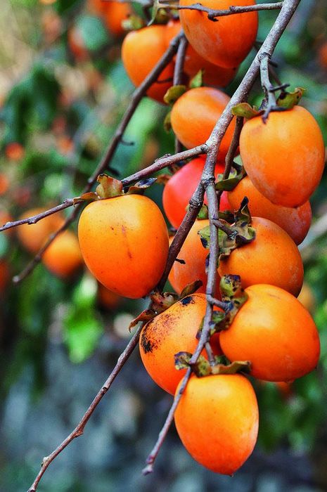 Kaki (Soiuri Diferite Rezistente la Ger )