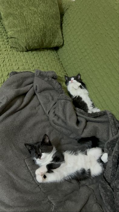 Отдам котят в надежные руки