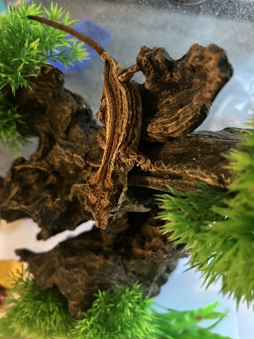 Soparla Gargoyle Gecko