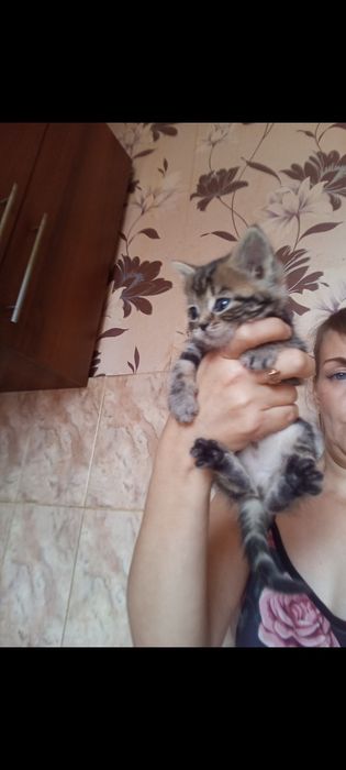 Страйт .1 месяц две  недели.Приучены.
