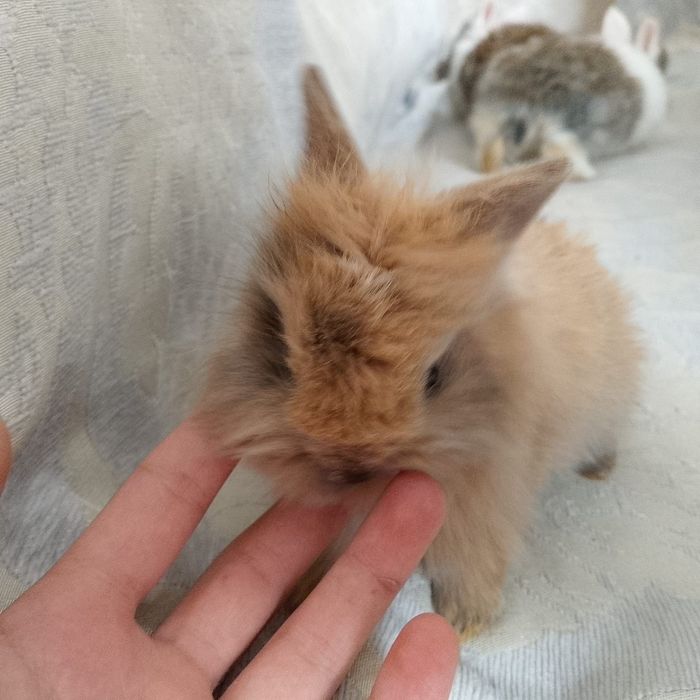 Продажа карликовых крольчат