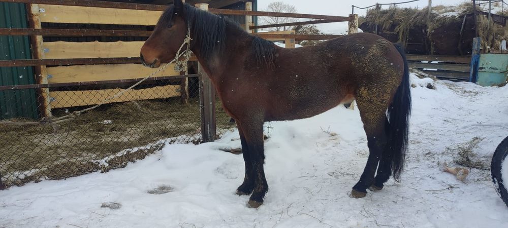 Продам Жеребца қазақии