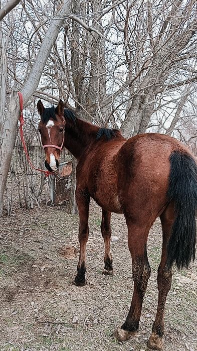 Ассалаумағалейкум тай құнпн шығар