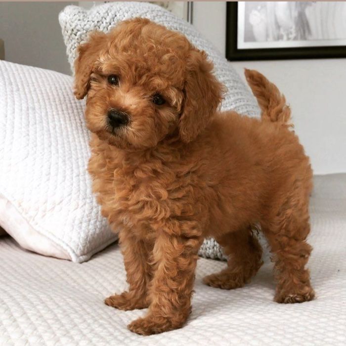 Poodle Fetiță  F