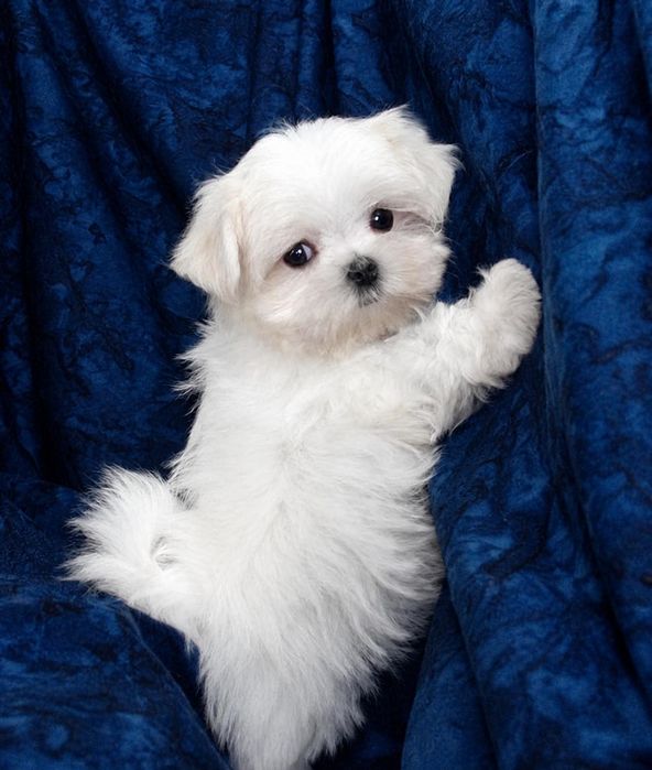 Bichon Maltez Mini Toy