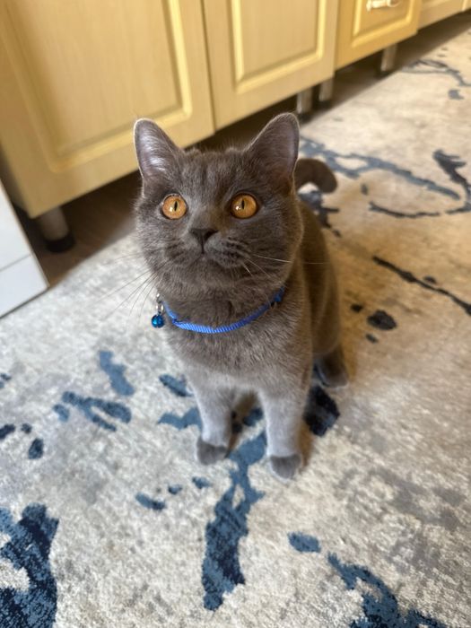 Chistakrovni skotish strite damashni uyda boqilgan narxi  500 mingsoʻm