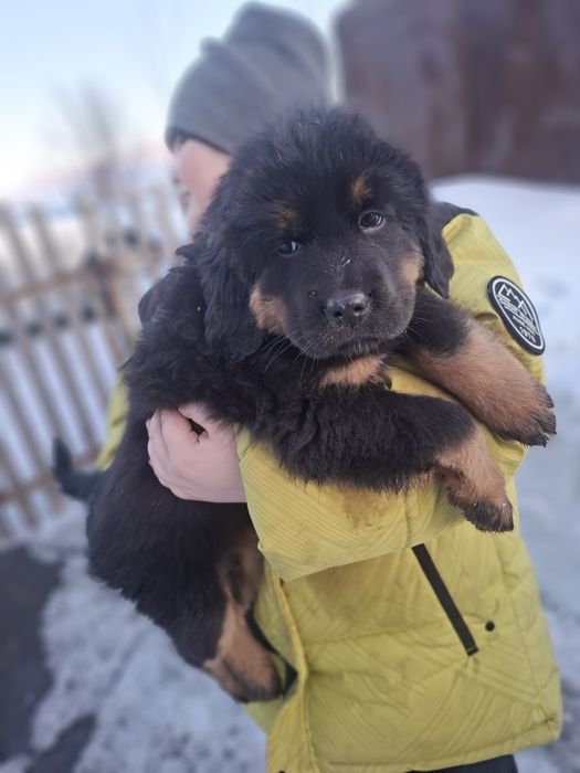 Продам щенков Тибетского мастифа