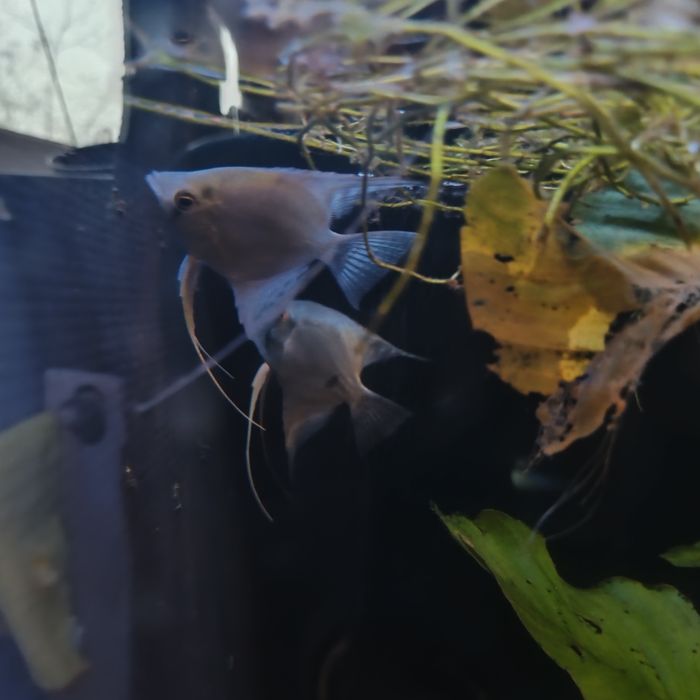 Scalari de vânzare sau la schimb, au peste 7 luni