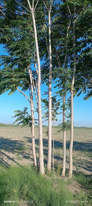 Porno filmda Ilona Zozulya