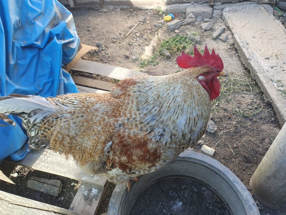 Cocoș aproximativ 5 kg