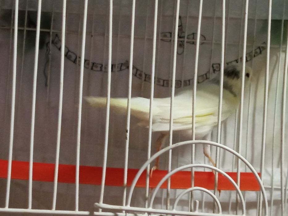 Канарекалар.сотилади