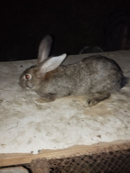 Quyon sotiladi bõgoz