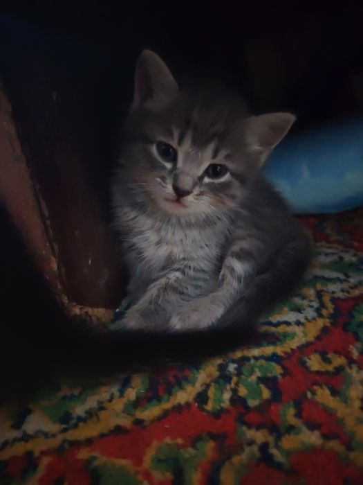 Продаются котята