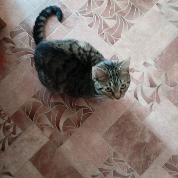 Отдам кота в добрые руки