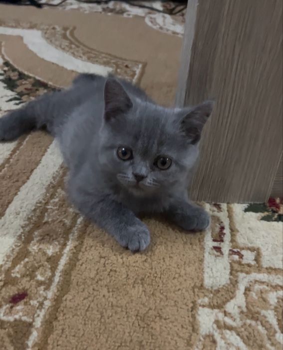 Котята голубые британские