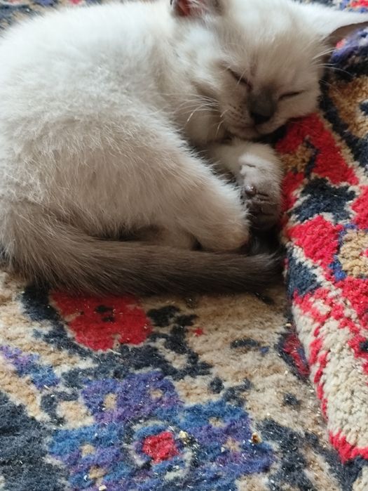 милые котята шотландцы