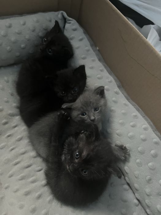 Отдам котят в добрые руки