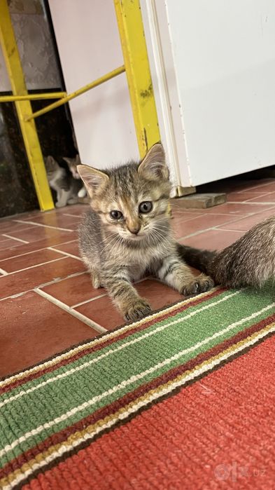 4 дана Домашняя кошка
