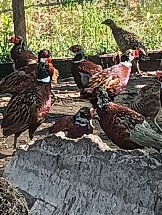 Fazani comuni de vanzare