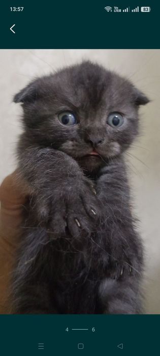 Продается котенок самец