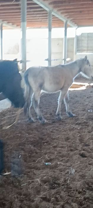 Тай сатылады срошна