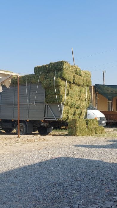 Жонышка ( клевер)