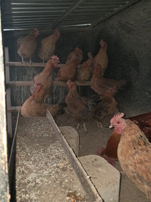 Тауық курица сатылады