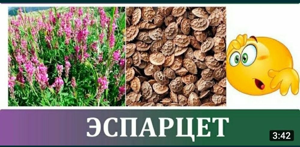 Продаем семена Эспарцет