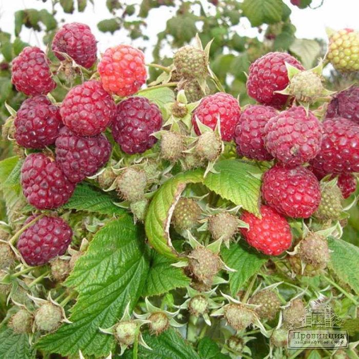 продам саженцы ,малины.