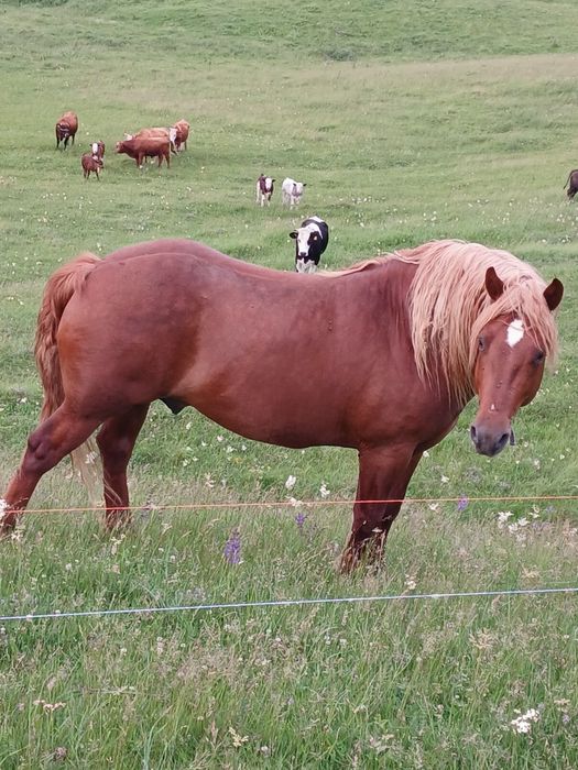 Mânz de vânzare .