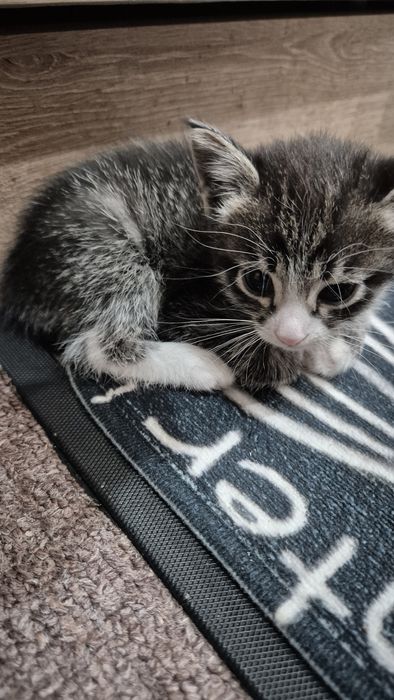 Отдам котят даром!!!