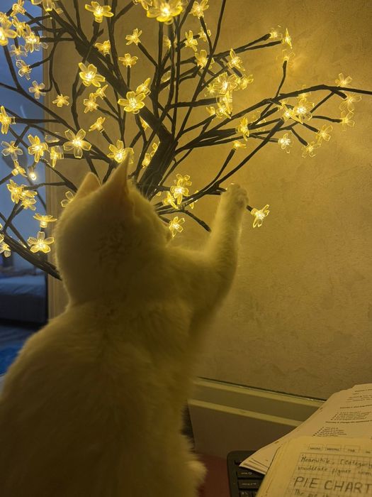 Белая кошка бразильская