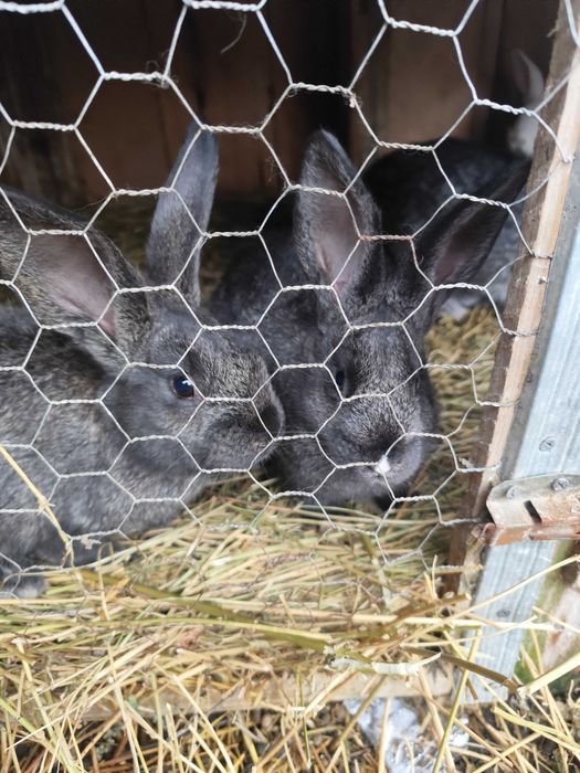 Iepurași de vanzare