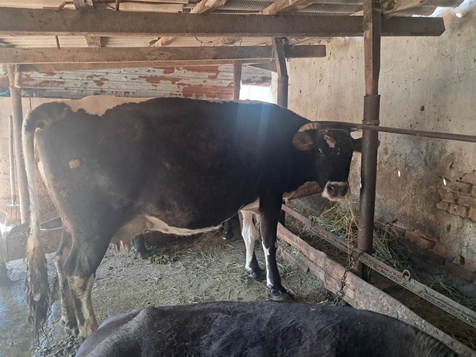 Продам корову  .
