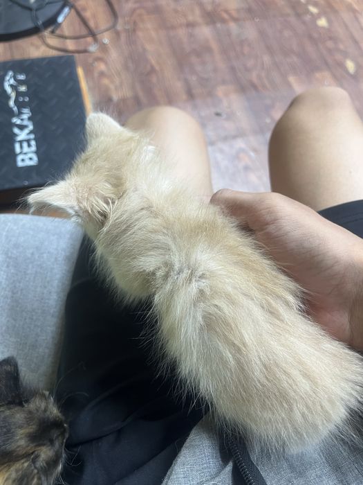 Котенок в добрые руки