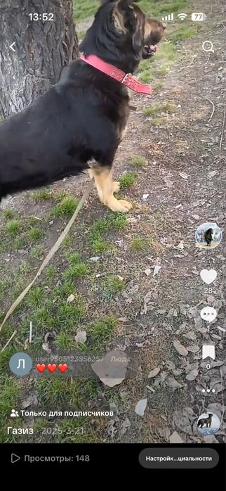 ВЕО  умная возрост 5 лет