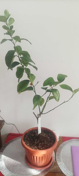 Цитрусови растения