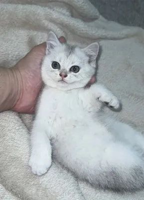 Серебристая шиншила