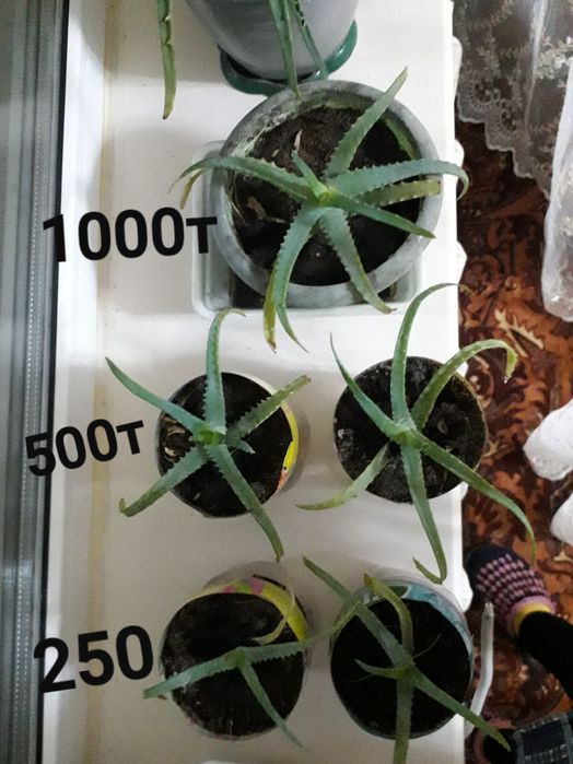 Алое сатам 250-500т,1000т.т