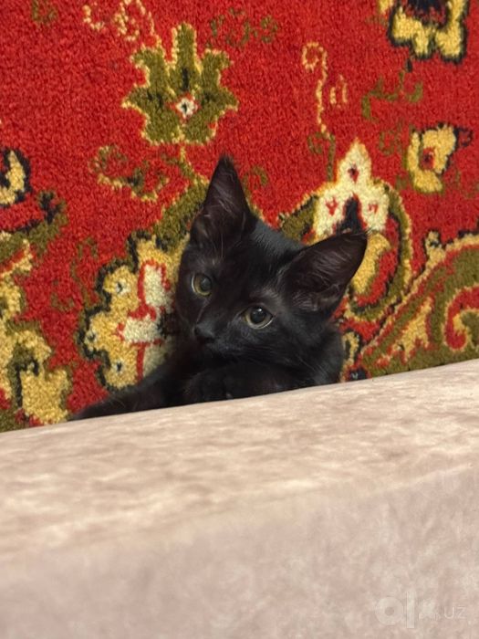 Котенок девочка в добрые руки