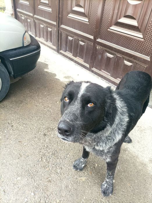 Choʻpon it , zotdor