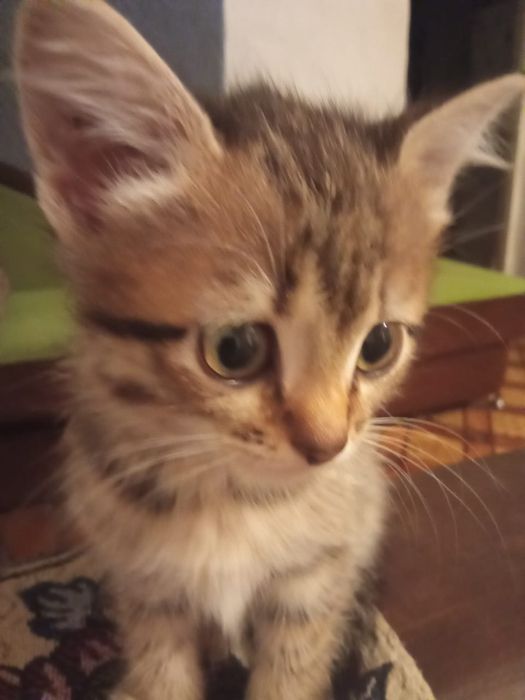 Отдаю котят бесплатно