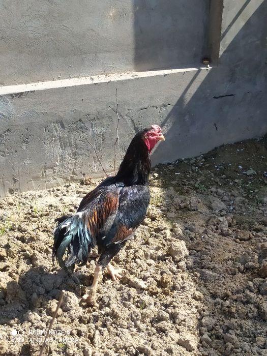 Dakan xoroz sotiladi