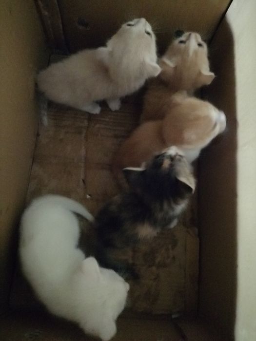 Продаются котята карликовый скотиш - фолд