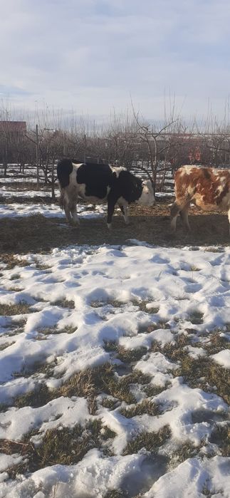 Balțată Românească 5200bucata