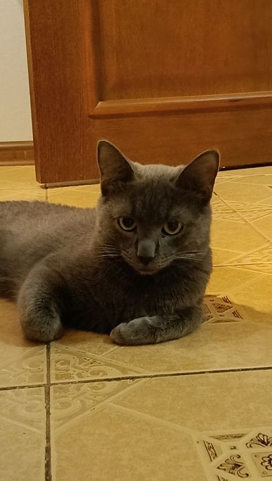 Отдаем кота в хорошие руки